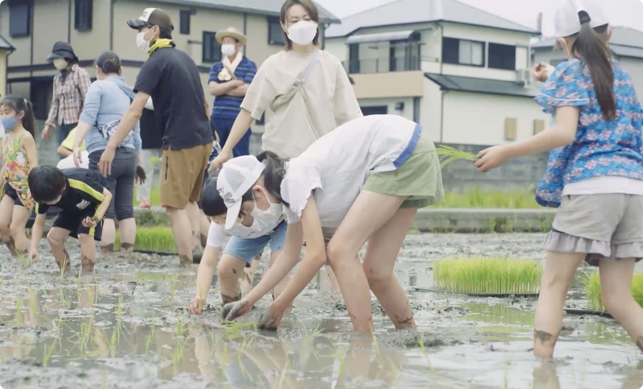 お米ができるまでを体験