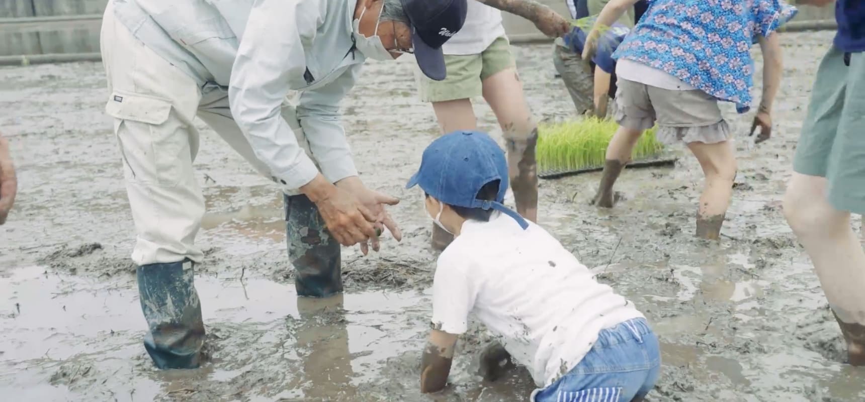 子どもと一緒にコメづくりわかやま市民生協