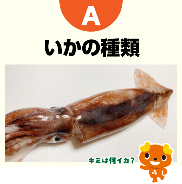 A いかの種類