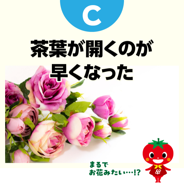 C 茶葉が開くのが早くなった