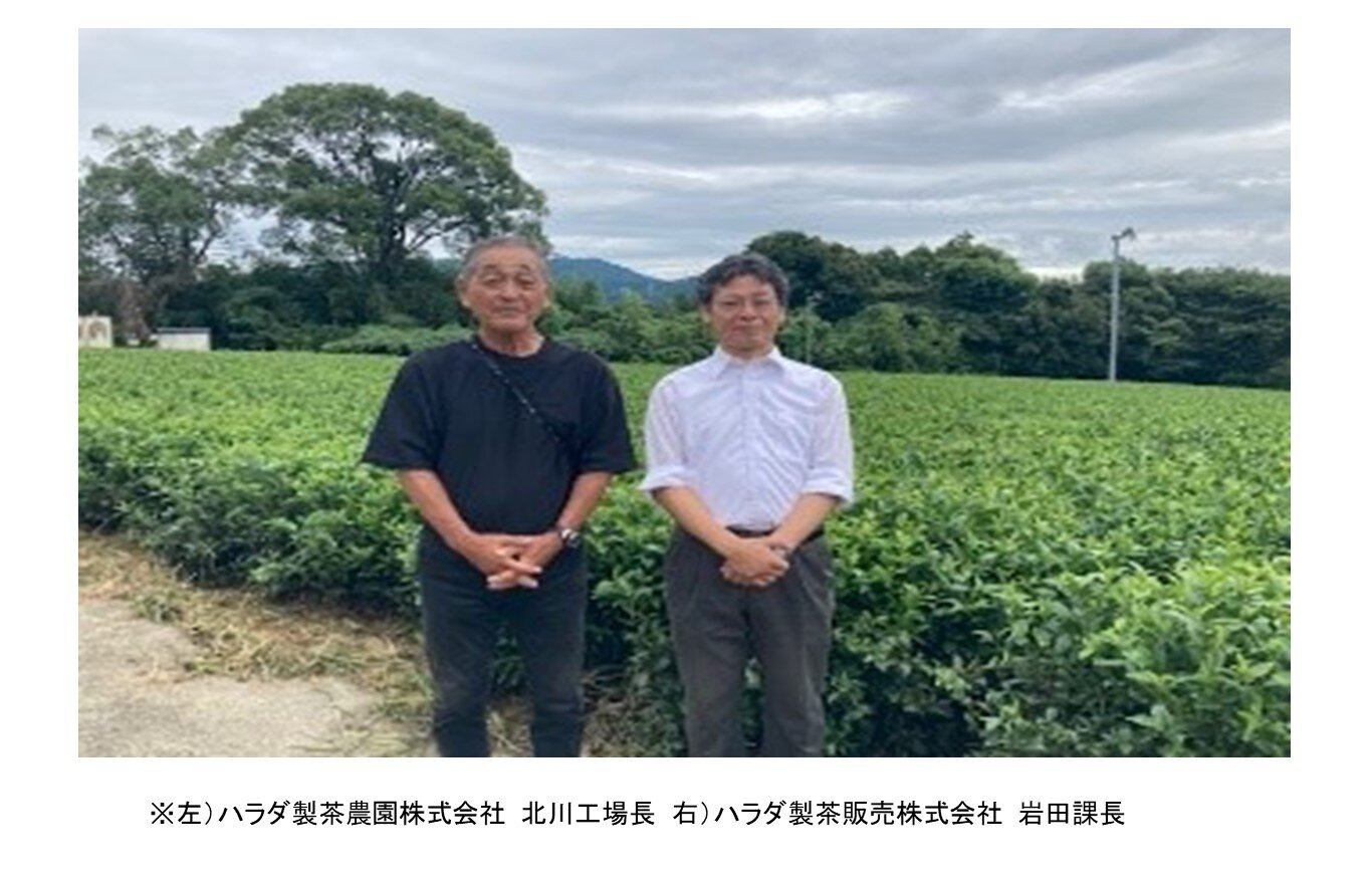 バイヤー便り ~ハラダ製茶農園さんの茶畑~