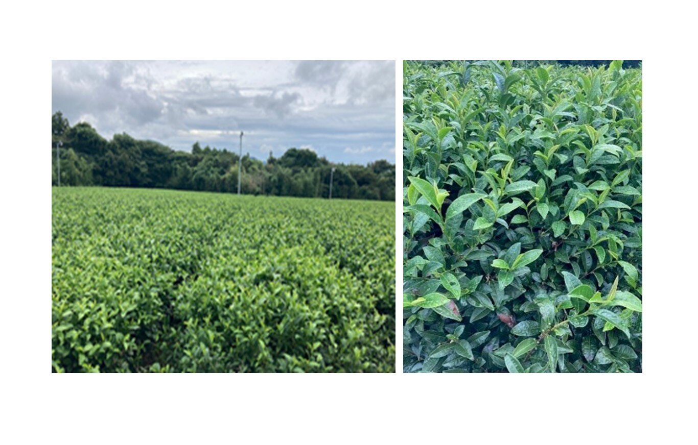 11-2 静岡県産 抹茶入り緑茶ティーバッグ.3.jpg